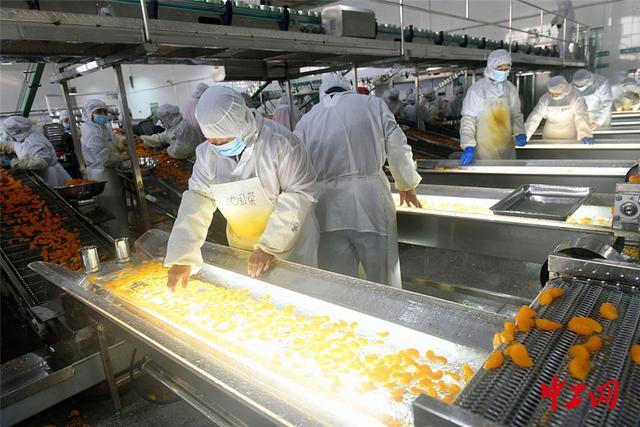 湖北宜昌 柑橘加工企业生产忙，科技赋能擦亮农产品金字招牌
