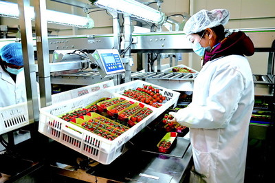 科技赋能现代农业 白银海升智能温室产业园串收番茄产销两旺